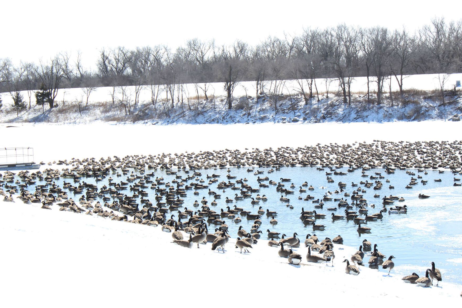 Frosty Fowl